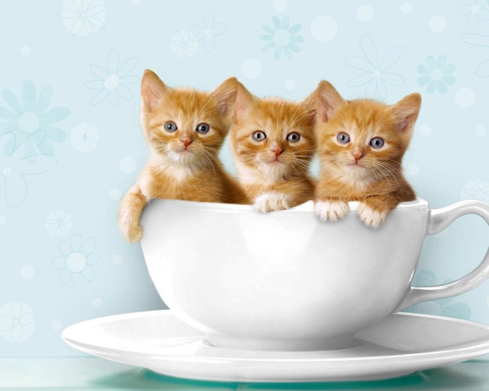 The Main Health Guide to Take Care of Your Pets 10 The Main Health Guide to Take Care of Your Pets (9)