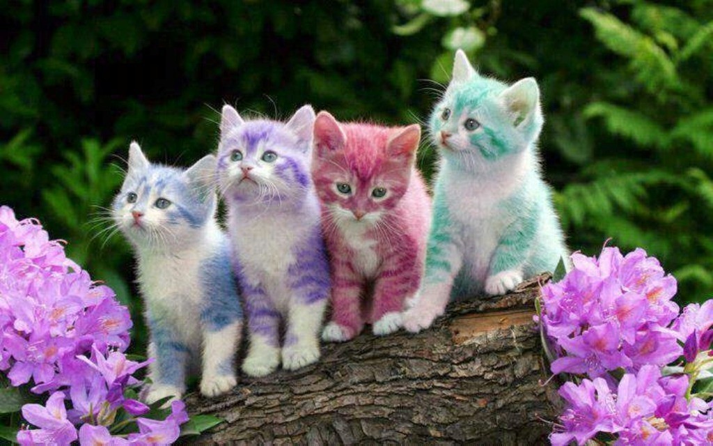 The Main Health Guide to Take Care of Your Pets 2 The Main Health Guide to Take Care of Your Pets