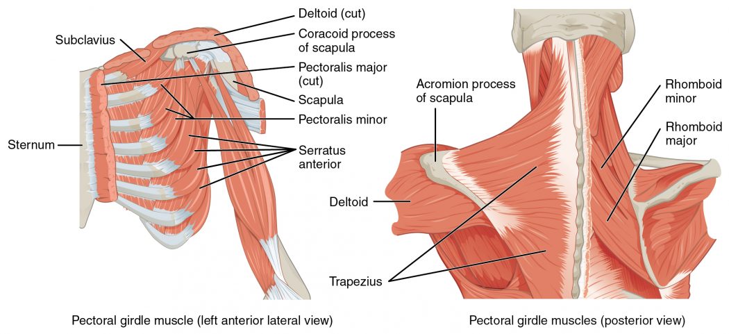 1118_Muscles_that_Position_the_Pectoral_Girdle Top 10 Strongest Muscles in The Body