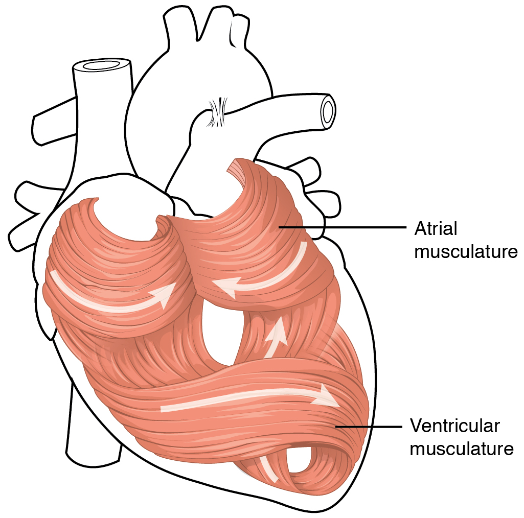 2006_Heart_Musculature Top 10 Strongest Muscles in The Body