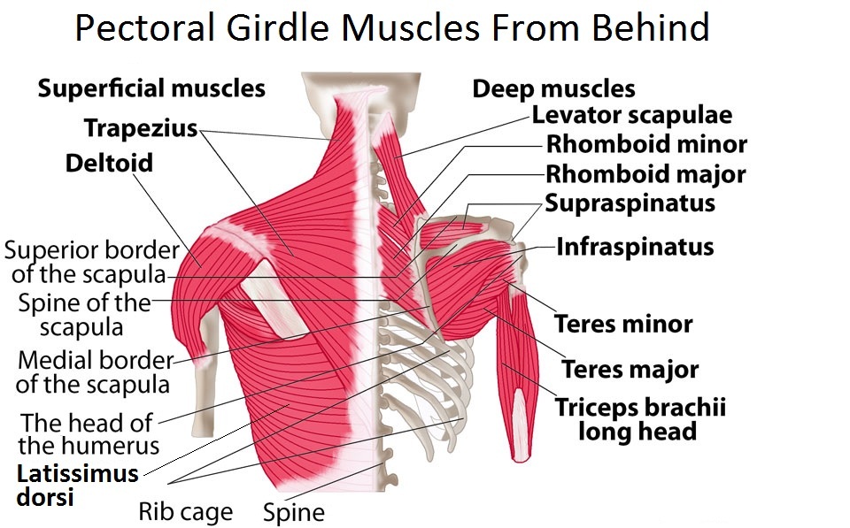 Pectoral-girdle-muscle-pictures Top 10 Strongest Muscles in The Body