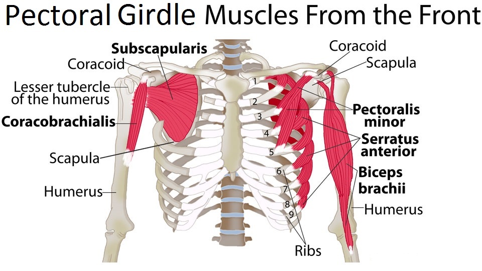 Shoulder-girdle-muscles-diagram Top 10 Strongest Muscles in The Body