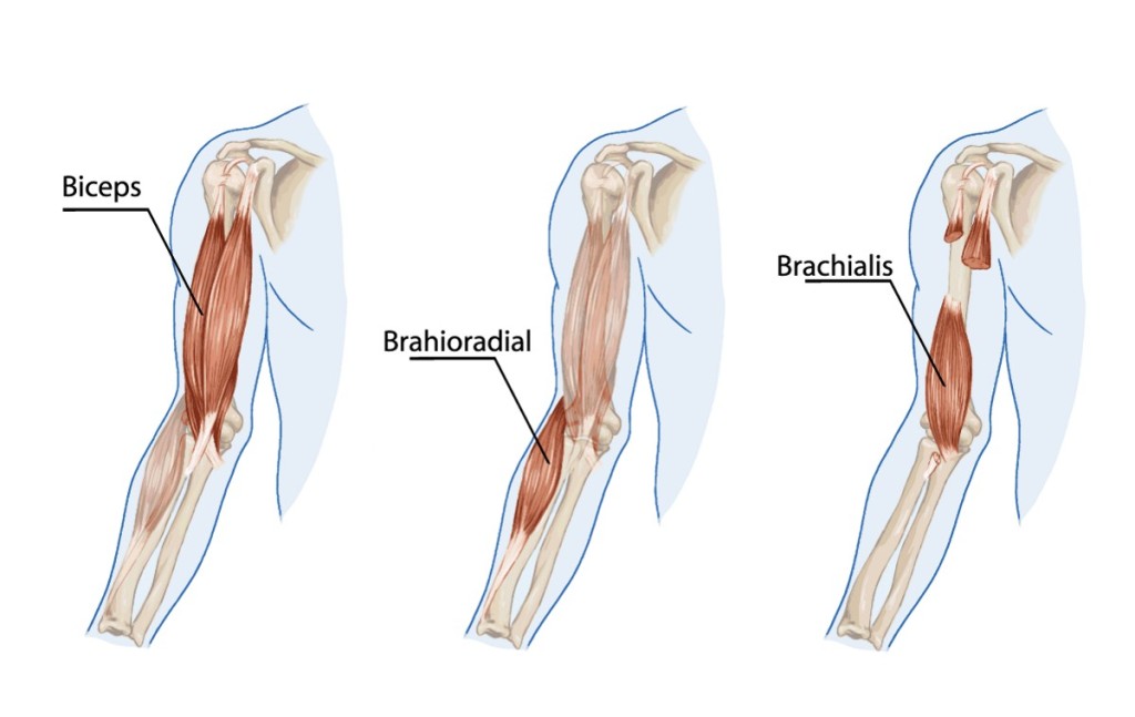 bodyman-3-examples-of-biceps-brachii-barchialis-brachioradialis-1024x647 Top 10 Strongest Muscles in The Body