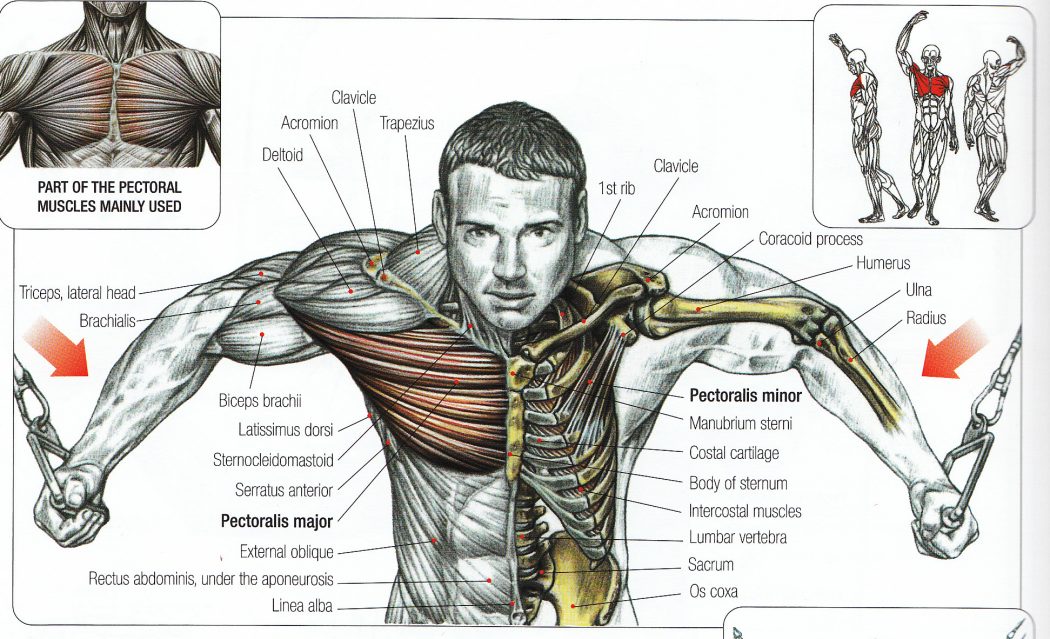 cable-flyes-anatomy Top 10 Strongest Muscles in The Body