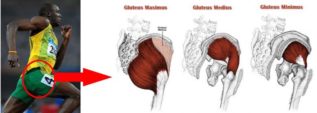 gluteal_anatomy1 Top 10 Strongest Muscles in The Body