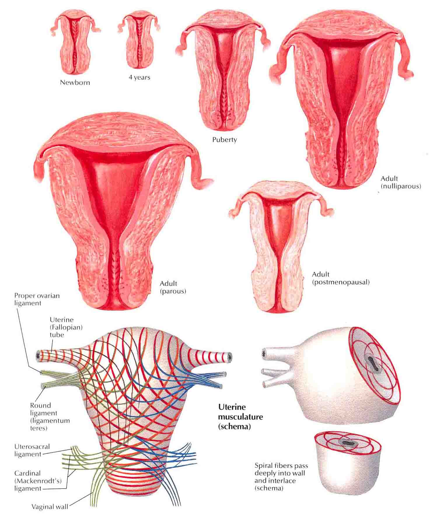 uterus-age-changes-and-muscle-pattern Top 10 Strongest Muscles in The Body