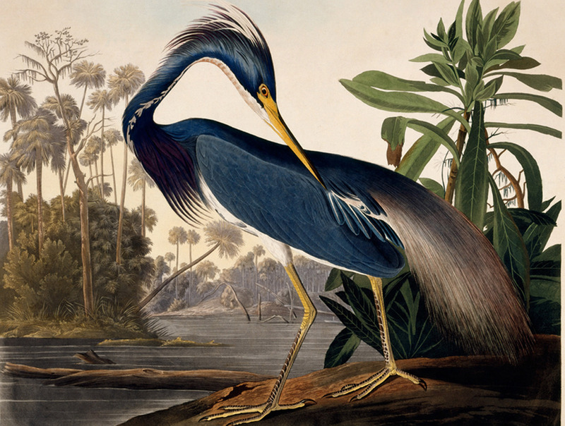 AMERICAN MASTERS - John James Audubon: Drawn From Nature