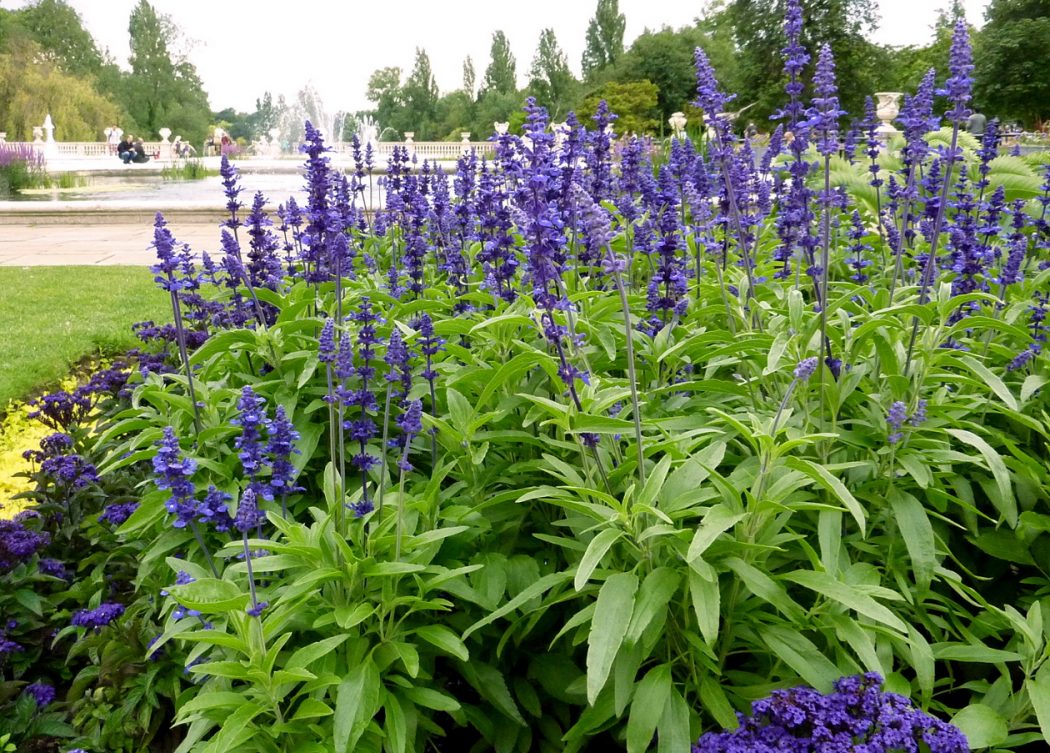 Blue-sage Top 10 Flowers That Bloom all Year