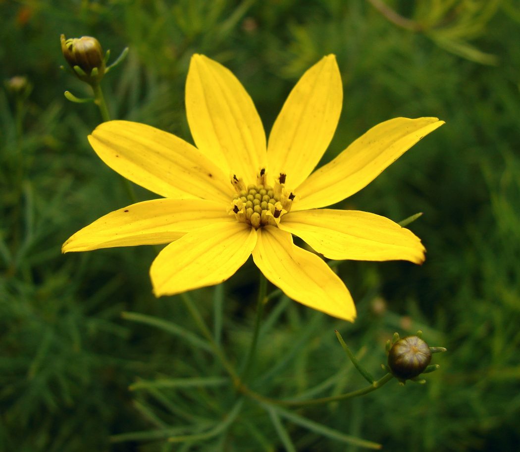 Coreopsis_verticillata Top 10 Flowers That Bloom all Year