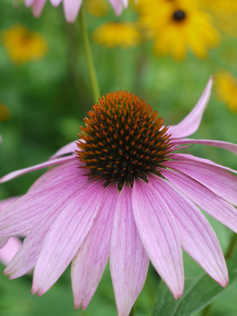 Purple-coneflower1-768x1024 Top 10 Flowers That Bloom all Year