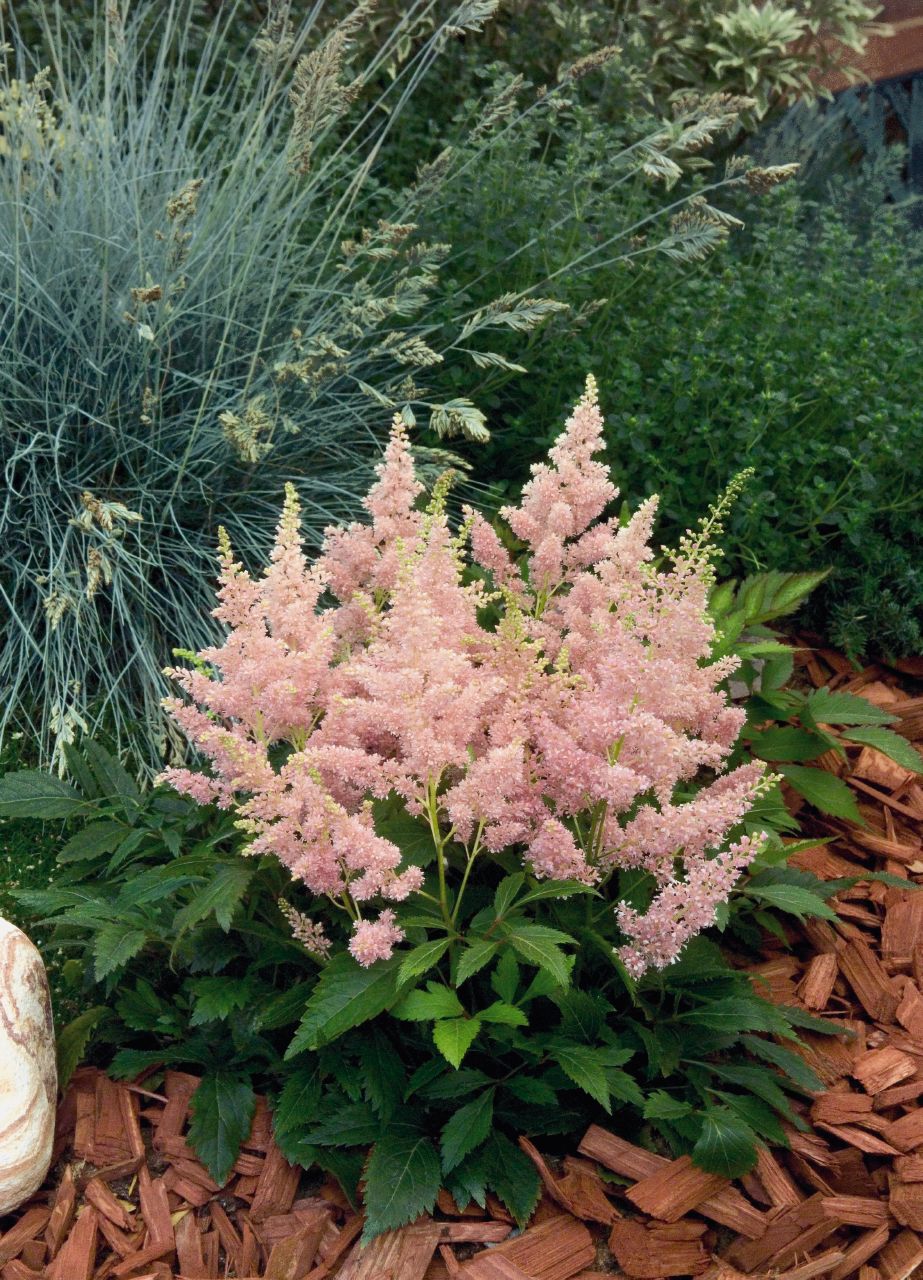 astilbe-arendsii-astary-pink-b7010-5 Top 10 Flowers That Bloom all Year