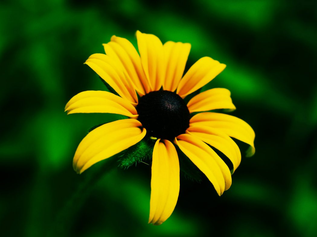 black_eyed_susan_flower_by_krodys
