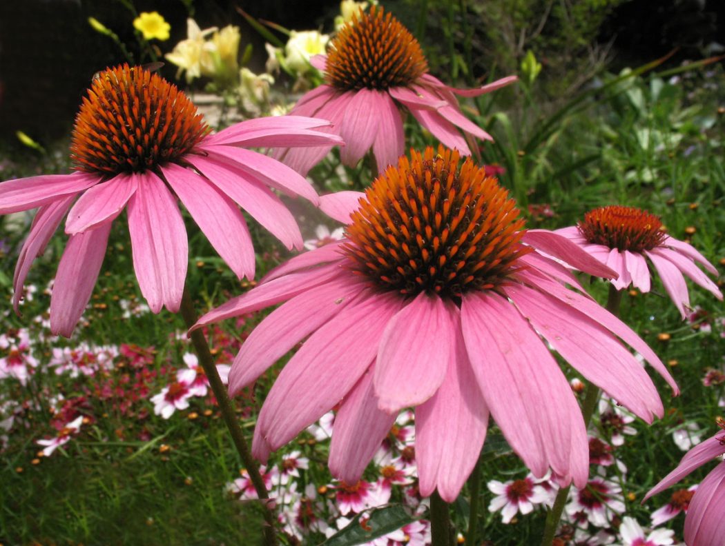 oes_2211b Top 10 Flowers That Bloom all Year