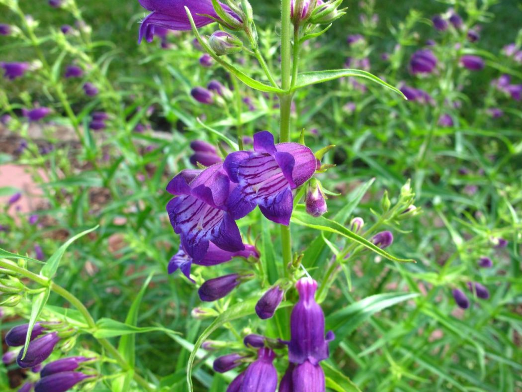 penstemon-mexicali-pikes-peak-purple-beardtongue-21 Top 10 Flowers That Bloom all Year