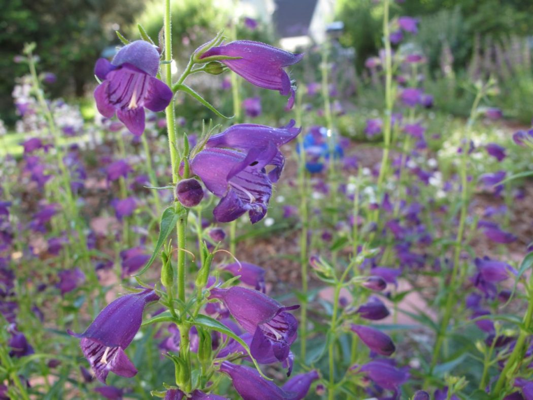 penstemon-mexicali-pikes-peak-purple-beardtongue-3 Top 10 Flowers That Bloom all Year