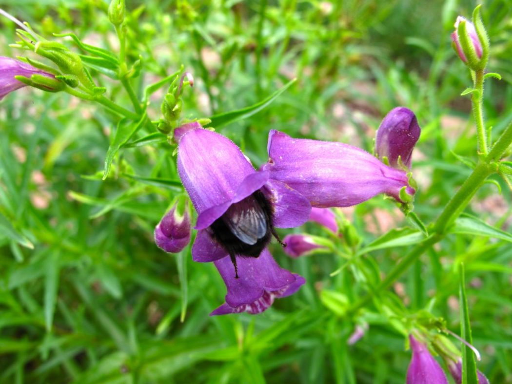 penstemon-mexicali-pikes-peak-purple-beardtongue Top 10 Flowers That Bloom all Year