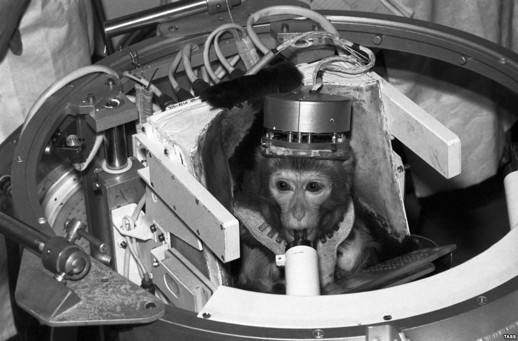 5 Animals Who Have Launched Into Space