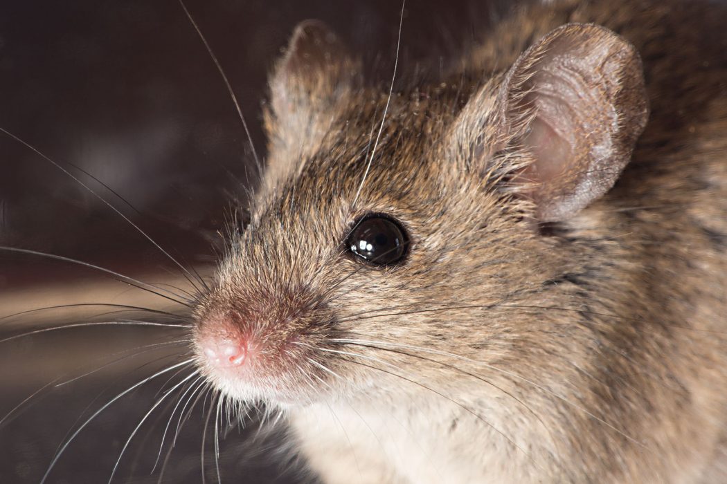 Health-Hazards-of-Mice-in-Homes