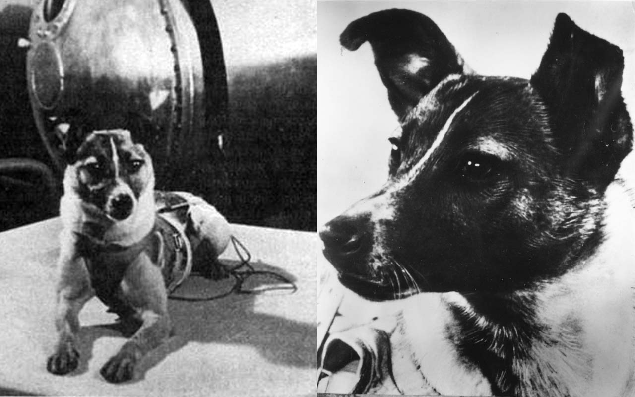 laika-1st-dog-in-space
