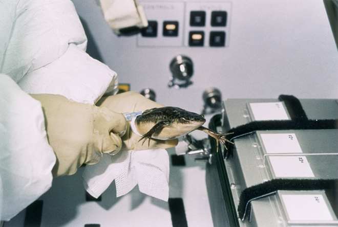 REF: JSC S47-223-005 ONBOARD PHOTO STS-47 ONBOARD SCENE. ONE OF THE STS-47 CREWMEMBERS WORKS WITH ONE OF THE ADULT FEMALE FROGS USED IN THE FROG EMBYOLOGY EXPERIMENT