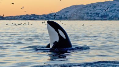 o ORCA facebook 10 Animals That Outlive People - 2
