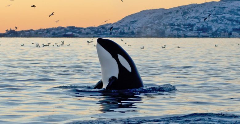 o ORCA facebook 10 Animals That Outlive People - 1