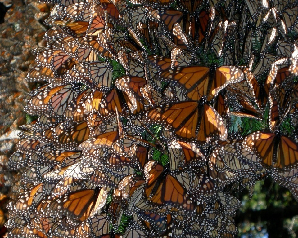 6 Interesting Facts about the Mountain of Butterflies 12 the mountain of butterflies (10)