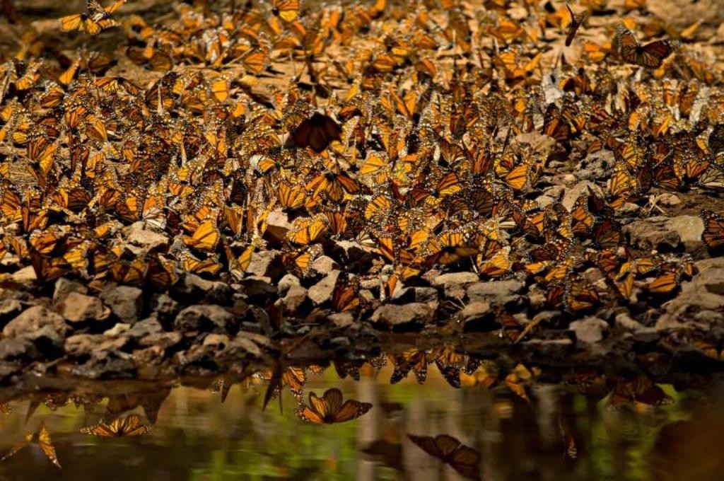 6 Interesting Facts about the Mountain of Butterflies 13 the mountain of butterflies (11)
