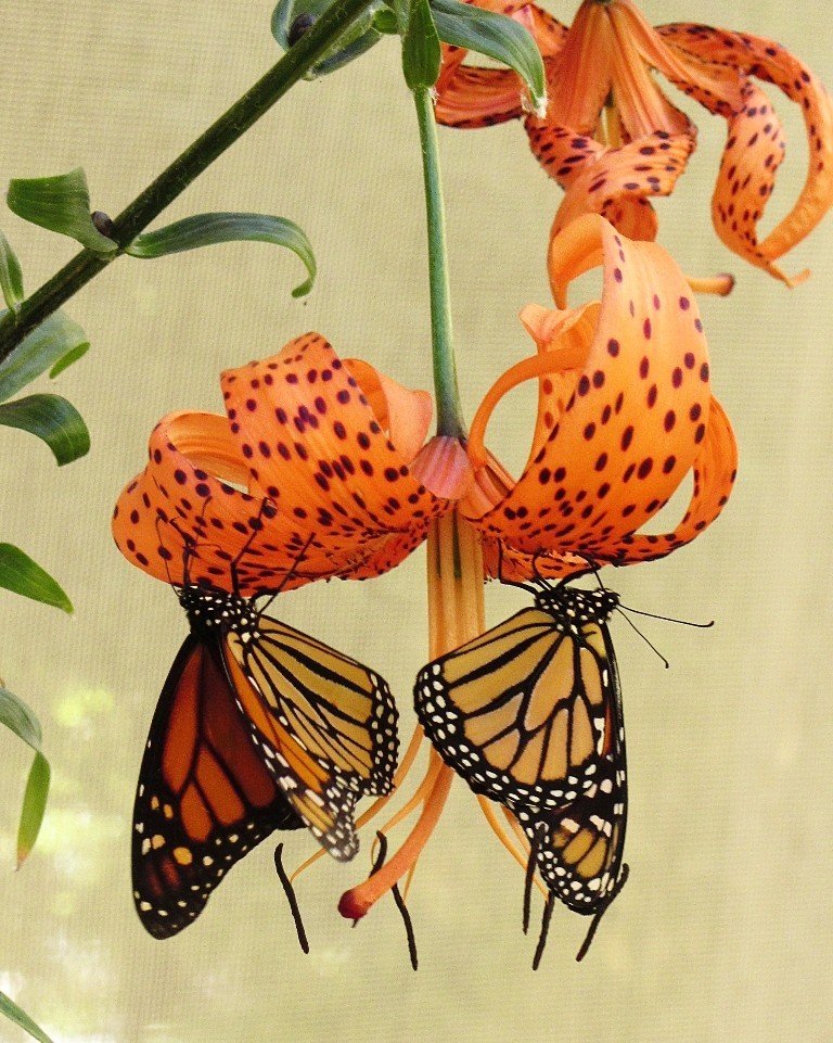 6 Interesting Facts about the Mountain of Butterflies 14 the mountain of butterflies (12)