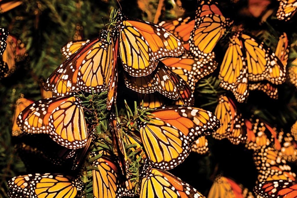 6 Interesting Facts about the Mountain of Butterflies 15 the mountain of butterflies (13)