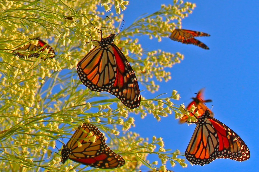 6 Interesting Facts about the Mountain of Butterflies