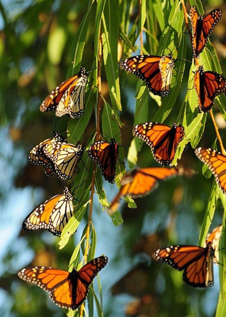 the-mountain-of-butterflies-16 6 Interesting Facts about the Mountain of Butterflies
