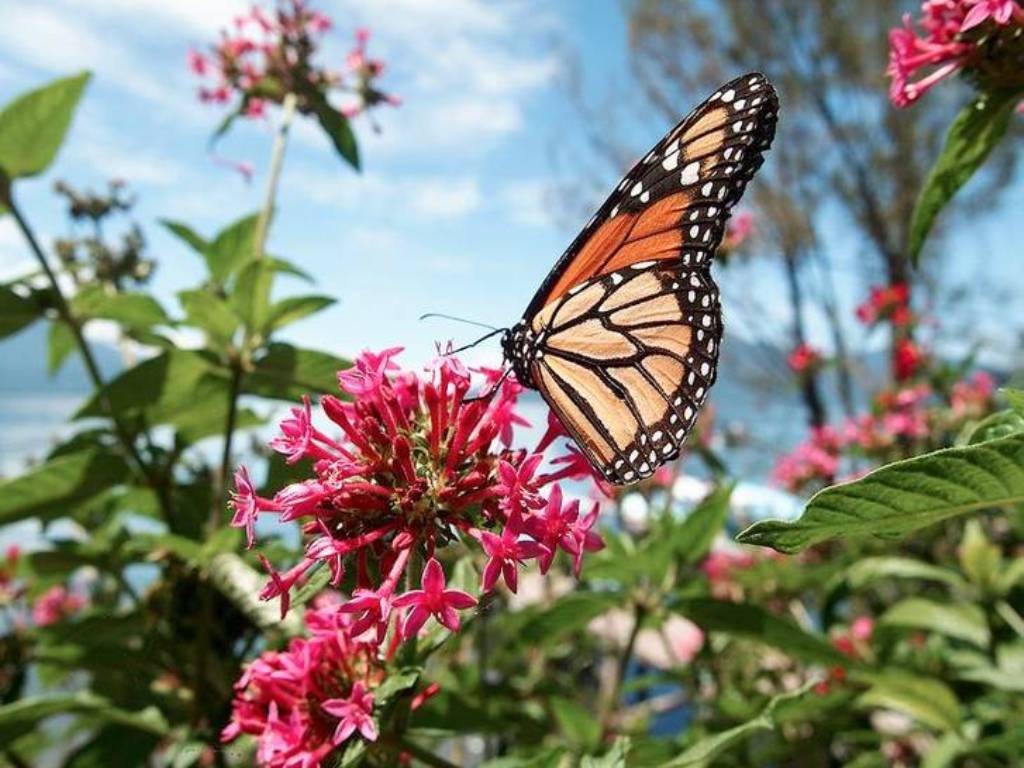 6 Interesting Facts about the Mountain of Butterflies 17 the mountain of butterflies (17)