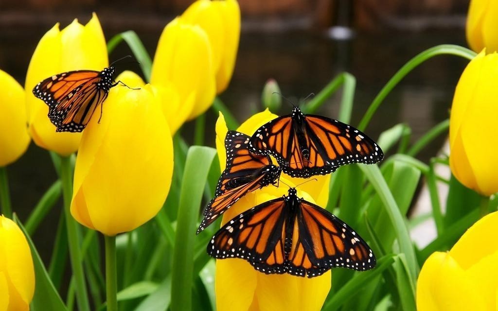 6 Interesting Facts about the Mountain of Butterflies 18 the mountain of butterflies (18)