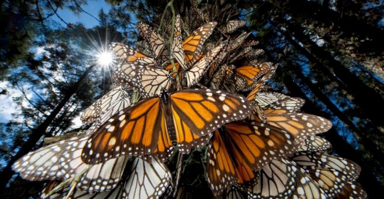 the mountain of butterflies 19 6 Interesting Facts about the Mountain of Butterflies - monarchs 1