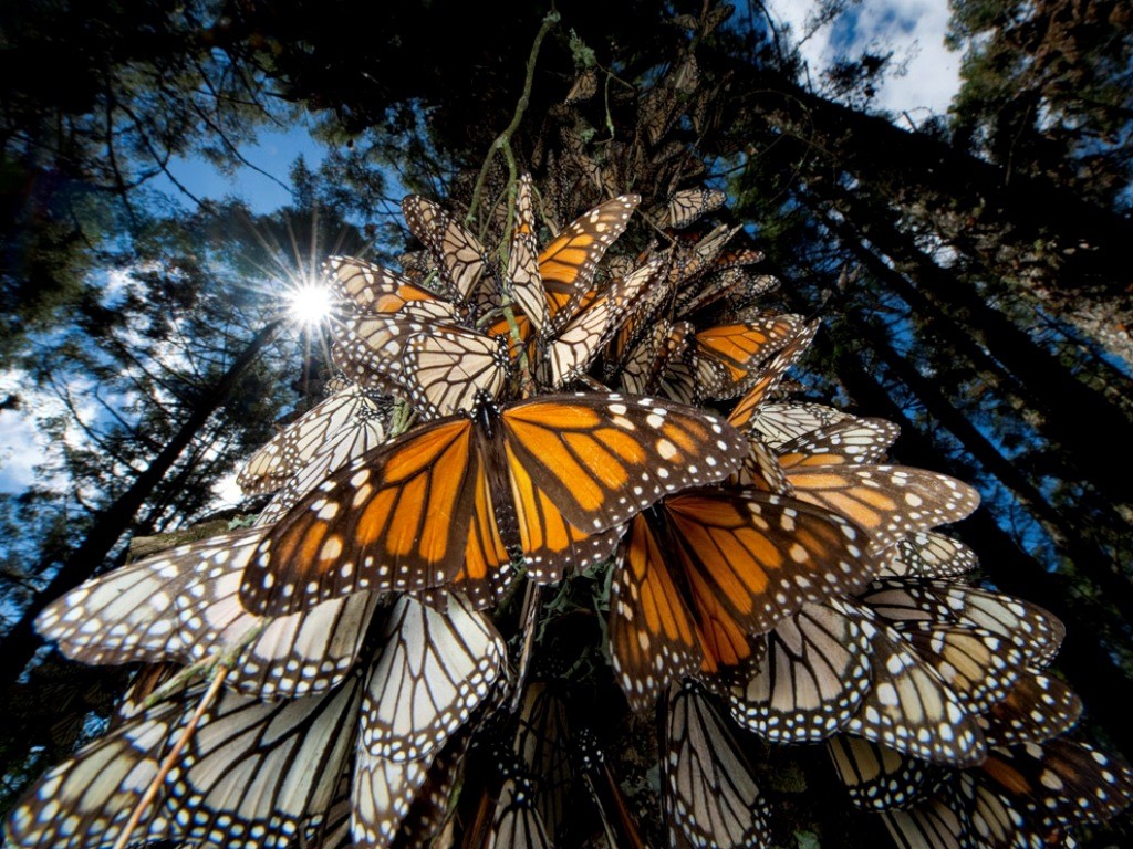6 Interesting Facts about the Mountain of Butterflies 19 the mountain of butterflies (19)