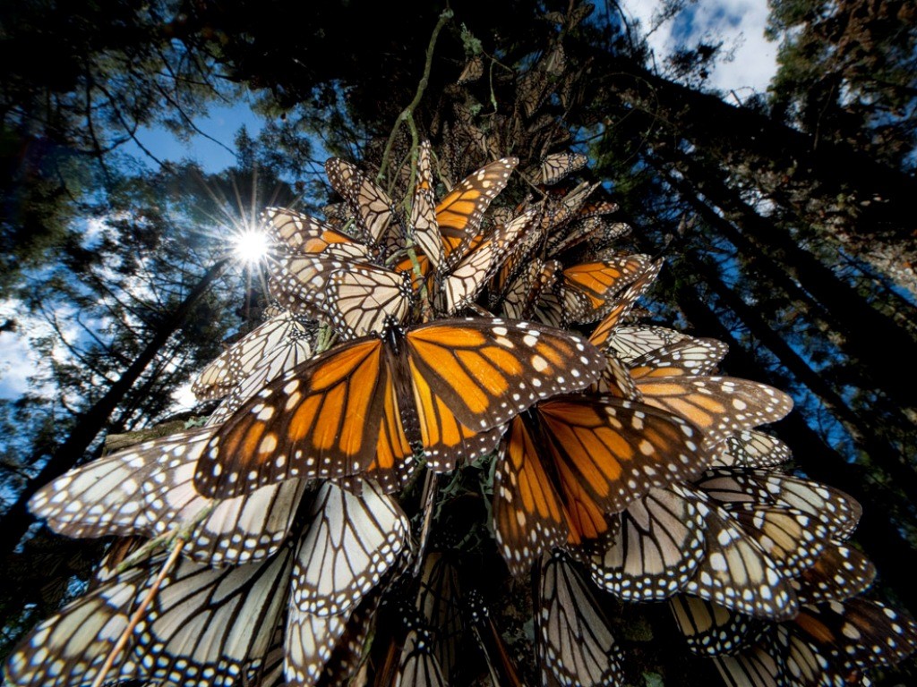 the mountain of butterflies 19 6 Interesting Facts about the Mountain of Butterflies - 122 Pouted Lifestyle Magazine