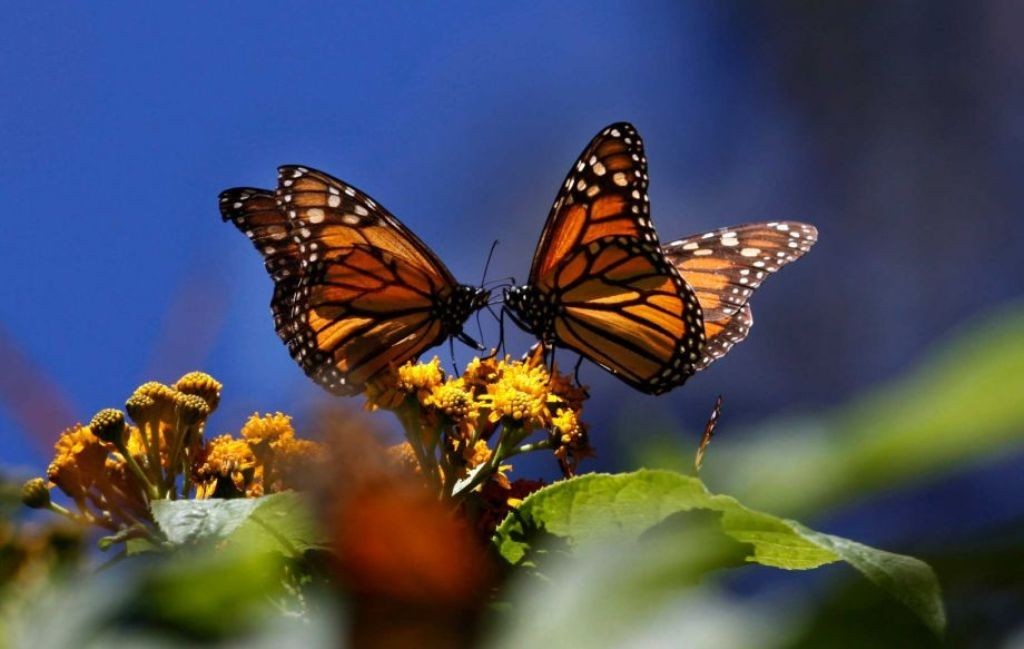 the-mountain-of-butterflies-2-1 6 Interesting Facts about the Mountain of Butterflies