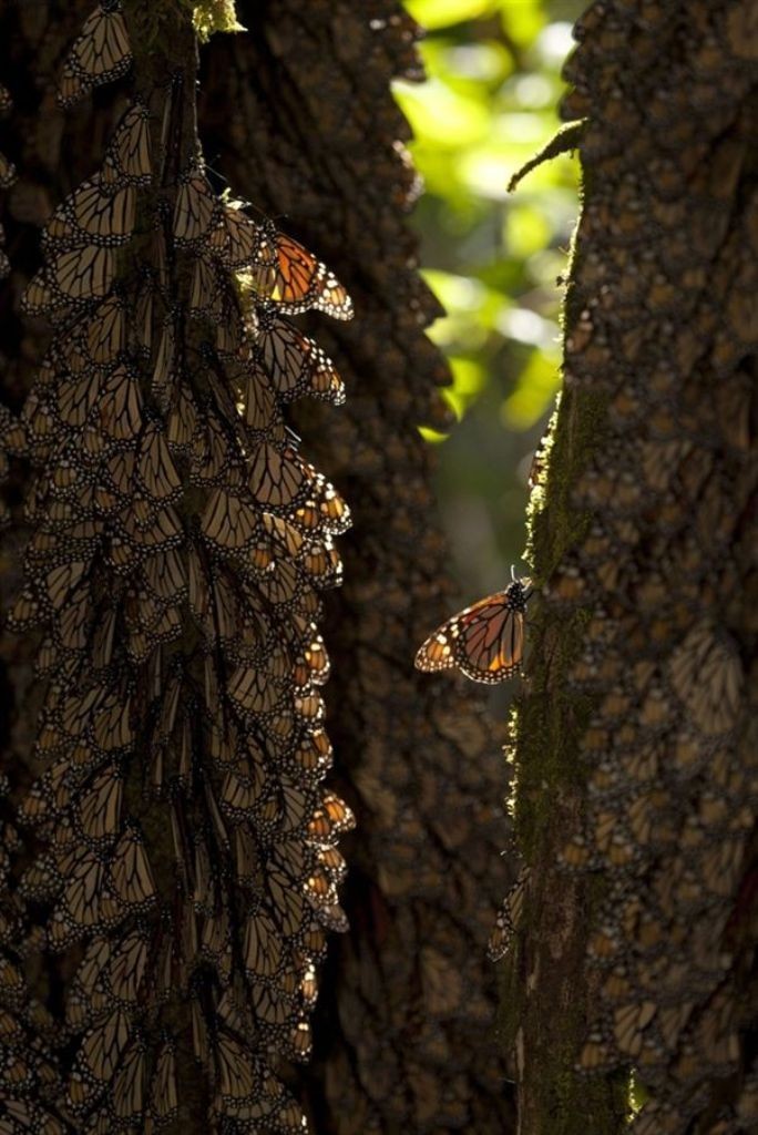 6 Interesting Facts about the Mountain of Butterflies 20 the mountain of butterflies (20)