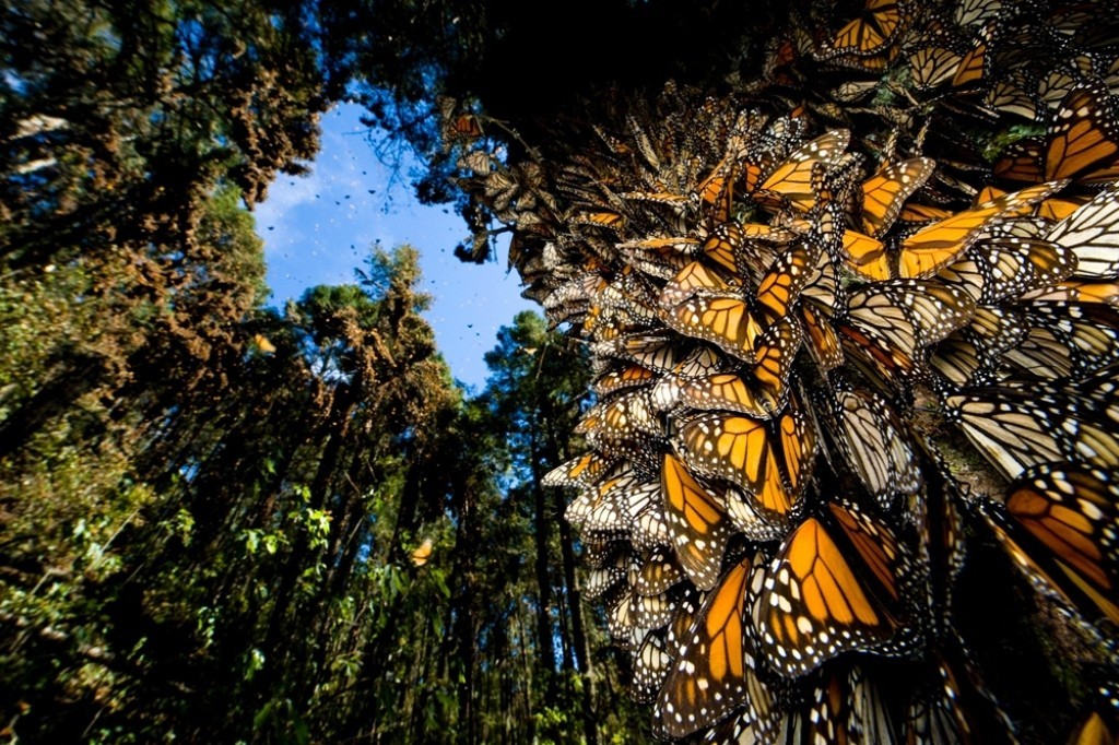6 Interesting Facts about the Mountain of Butterflies 21 the mountain of butterflies (21)