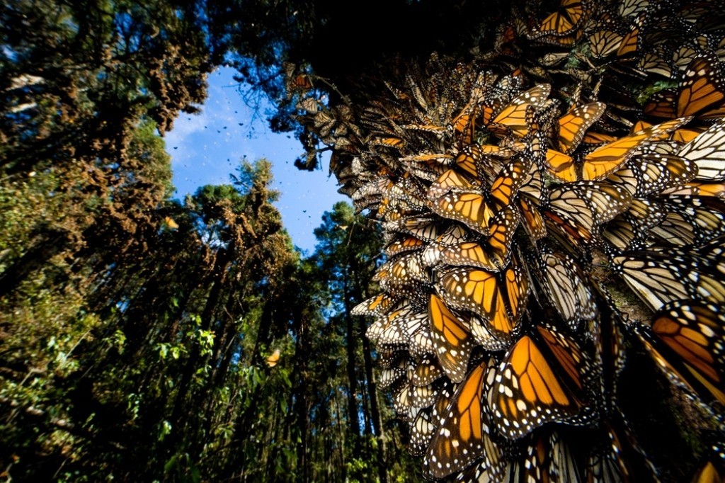 the-mountain-of-butterflies-21 6 Interesting Facts about the Mountain of Butterflies