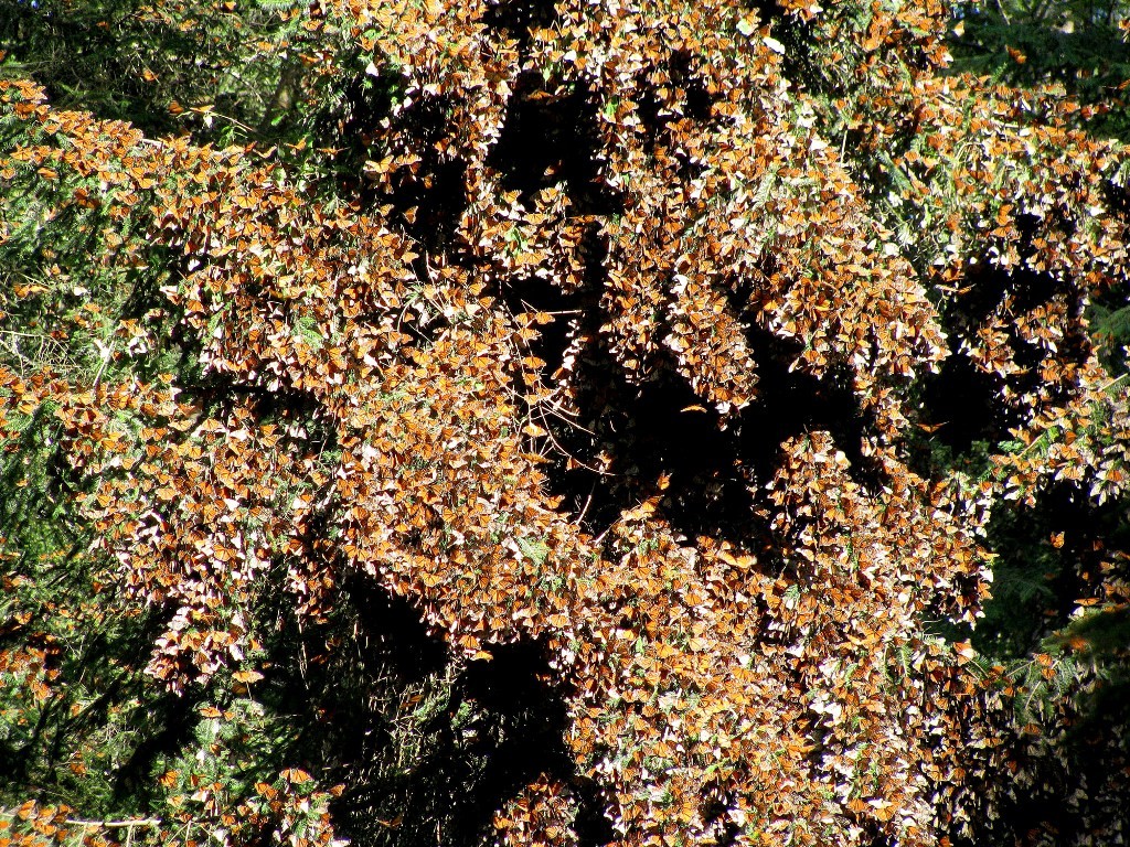 6 Interesting Facts about the Mountain of Butterflies 22 the mountain of butterflies (22)