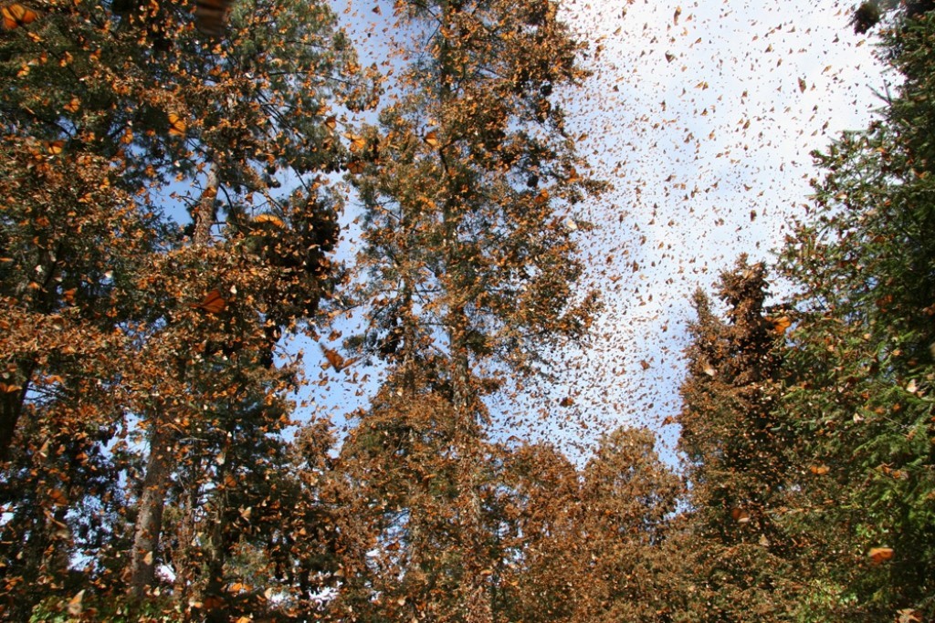6 Interesting Facts about the Mountain of Butterflies 23 the mountain of butterflies (23)