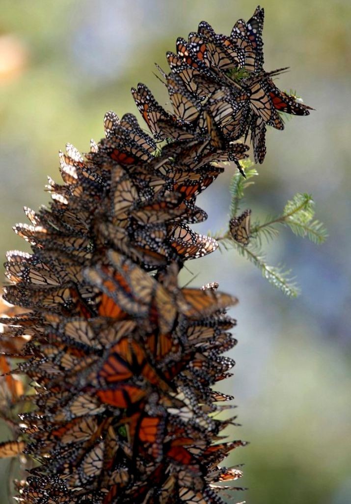 6 Interesting Facts about the Mountain of Butterflies 24 the mountain of butterflies (24)