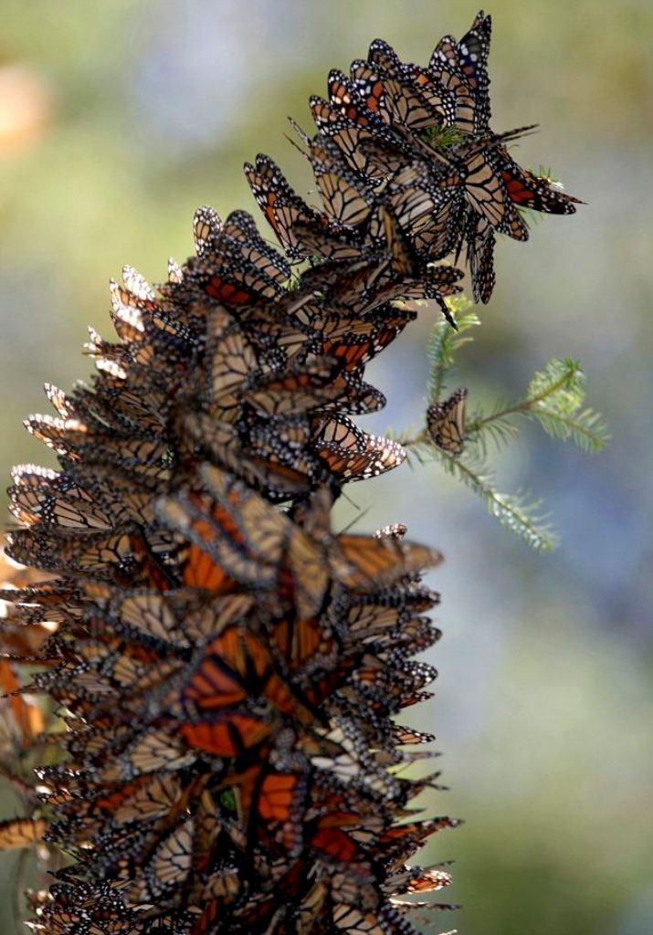 the-mountain-of-butterflies-24 6 Interesting Facts about the Mountain of Butterflies