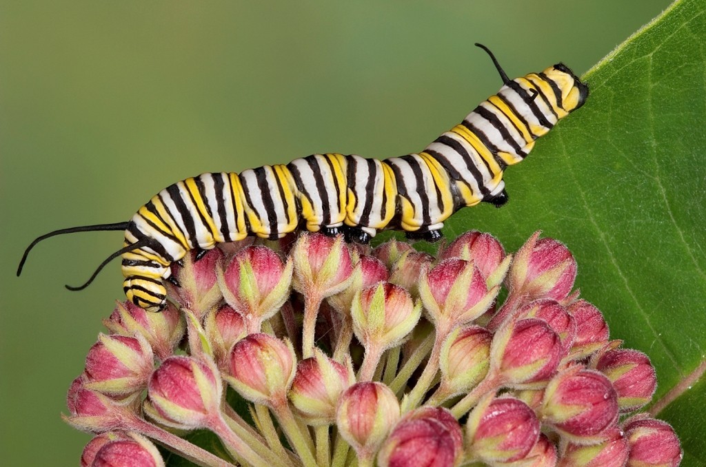 6 Interesting Facts about the Mountain of Butterflies 25 the mountain of butterflies (25)