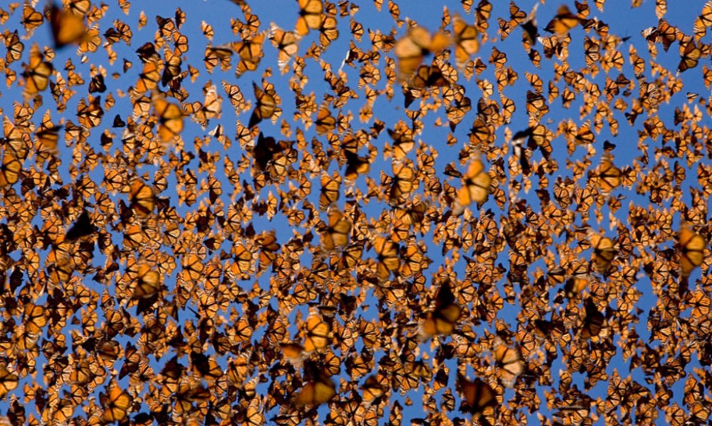 6 Interesting Facts about the Mountain of Butterflies 26 the mountain of butterflies (26)