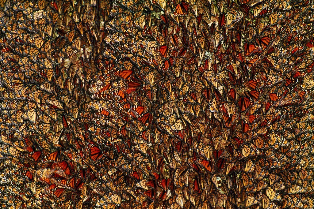 6 Interesting Facts about the Mountain of Butterflies 27 the mountain of butterflies (27)