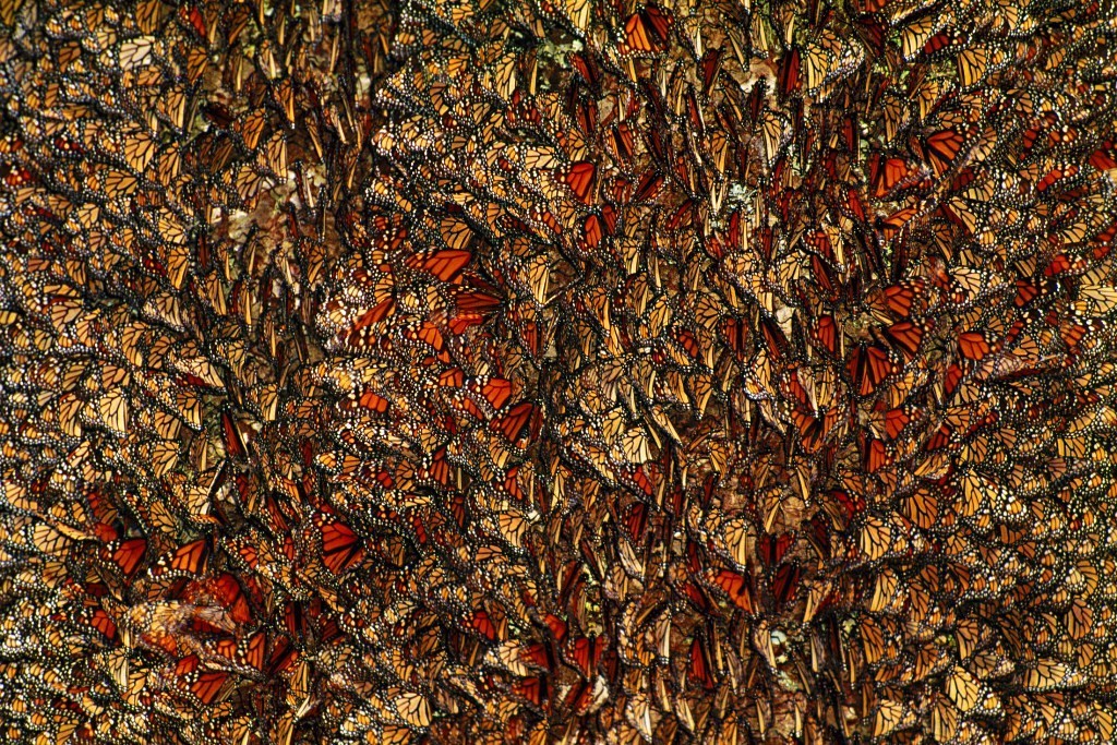 the mountain of butterflies (27)
