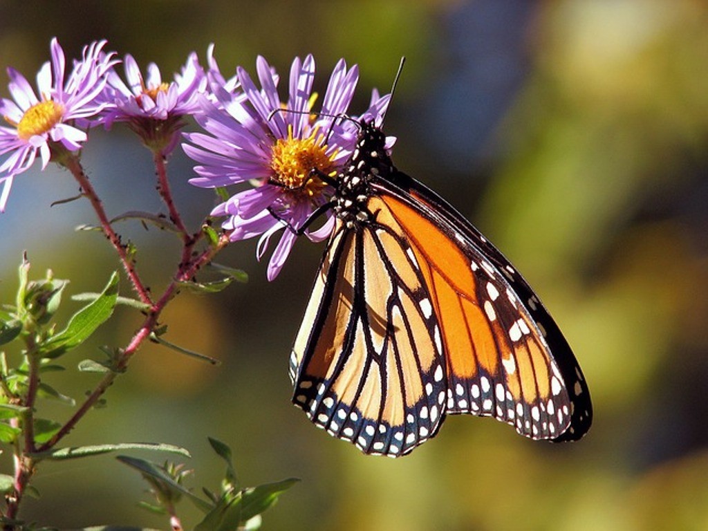 6 Interesting Facts about the Mountain of Butterflies 5 the mountain of butterflies (3)